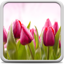 Tulpen Live Achtergronden Icon