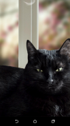 Chat noir mignon fonds d'écran animés screenshot 10