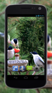 4K Garden Birds Live Wallpaper screenshot 2