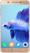 Betta Fish Wallpaper screenshot 10