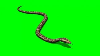 VFX Snakes Effect - Snake Green Screen Videos screenshot 2