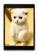 Scottish Fold Wallpapers screenshot 8