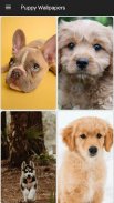 Puppy Wallpapers screenshot 5