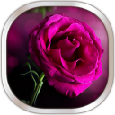 Pink Rose Live Wallpaper