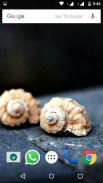 Seashell Wallpapers screenshot 5