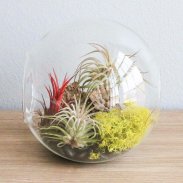 Terrarium plant design screenshot 2