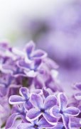 Lilac Flowers Live Wallpaper screenshot 7