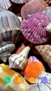 Shells Wallpaper screenshot 13