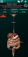 Internal Organs in 3D (Anatomy) screenshot 20