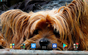 Yorkshire Terrier sfondi anima screenshot 0