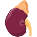 Glomerular filtration rate