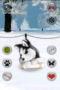 Talking Siberian Husky screenshot 4