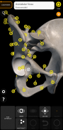 Esqueleto | Anatomia 3D screenshot 10