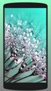 Dew Drop Wallpaper HD screenshot 2