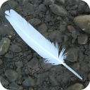 Feather Full HD Wallpaper