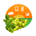 Amigrapes Icon