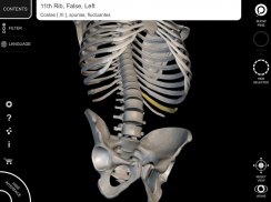 Skeleton | 3D Anatomy screenshot 8