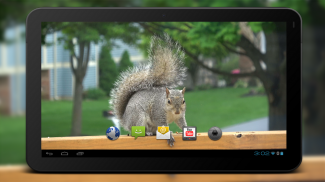 4K Park Squirrel Video Live Wallpaper screenshot 4