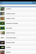 Peces de acuario screenshot 8