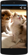 Cute Cat HD Wallpapers screenshot 2