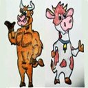Cow Bull