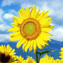 Sunflower fondo animado Icon