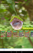 Snake Helpline screenshot 3