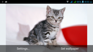 Cute Cats Live Wallpapers screenshot 0