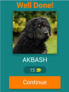 dog breeds quiz screenshot 13