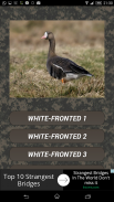 Goose hunting Calls screenshot 2