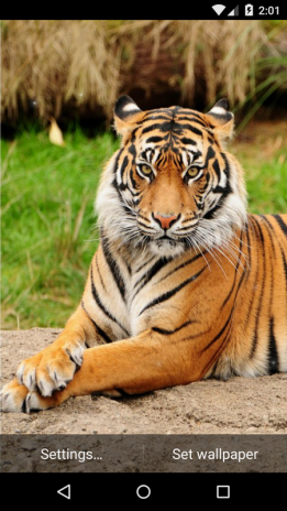 40 Gambar Wallpaper Hd Android Tiger terbaru 2020