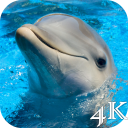 Dolphins 4K Live Wallpaper Icon