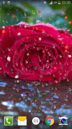 Rose Raindrop Live Wallpaper screenshot 5