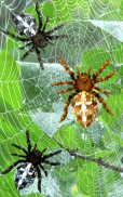 Spider, live wallpaper screenshot 2