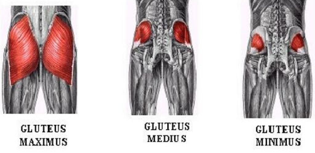 Работа ягодичных мышц. Большая средняя и малая ягодичные мышцы анатомия. Малая и средняя ягодичная мышца анатомия. Ягодичные мышцы анатомия функции. Средняя и малая ягодичные мышцы функции.