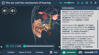 Kulak ve İşitme Süreci 3B screenshot 18