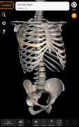 Squelette | Anatomie 3D screenshot 12