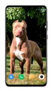 Pitbull Dog Wallpaper HD screenshot 5