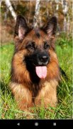 Dog German Shepherd Wallpapers screenshot 12