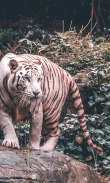 White Tiger Live Wallpaper (Backgrounds) screenshot 5