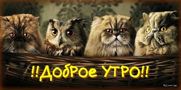 Доброе утро, день, ночи screenshot 14