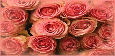 Rose GIF Images Collection. screenshot 6
