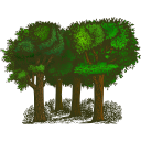 Forests Icon