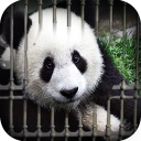 Can You Escape - Baby Panda