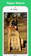 Belgian Malinois screenshot 1