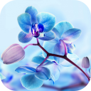 Orchidee Live-Hintergrund