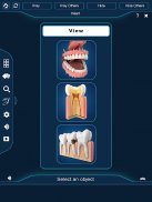 Dental Anatomy Pro. screenshot 8