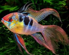 Freshwater Ornamental Fish screenshot 3