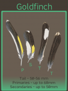 Feather Id guide UK screenshot 4