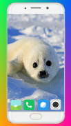 Harb Seal Wallpaper Full HD screenshot 12